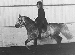 Older type Arabian stallion